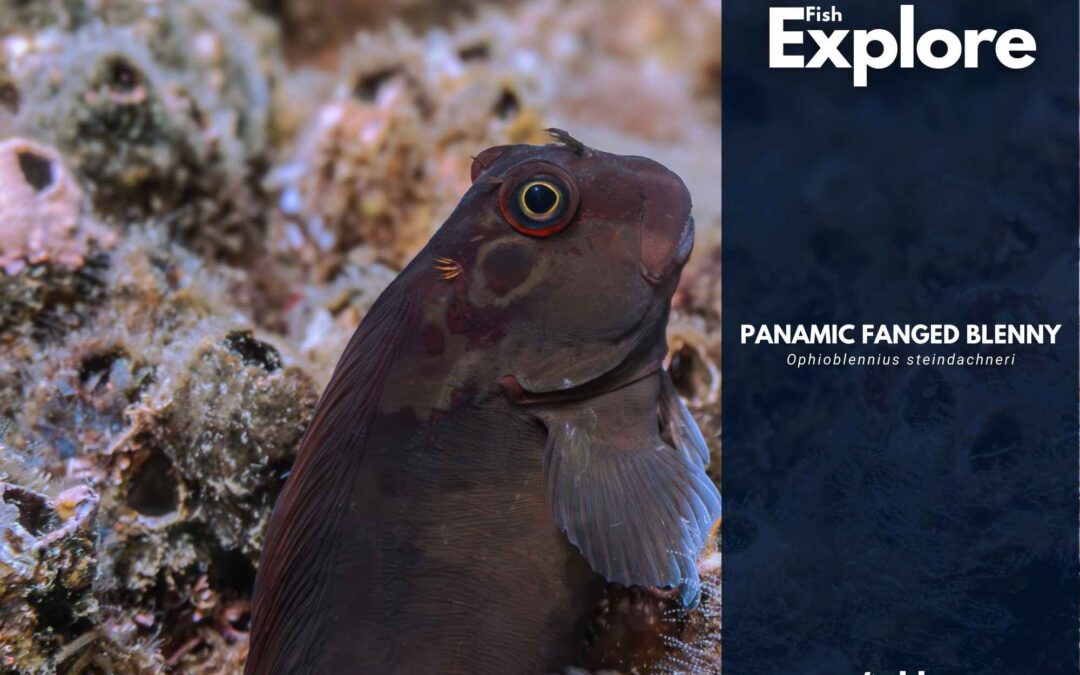Panamic Fanged Blenny