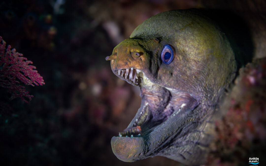 Panamic Green Moray