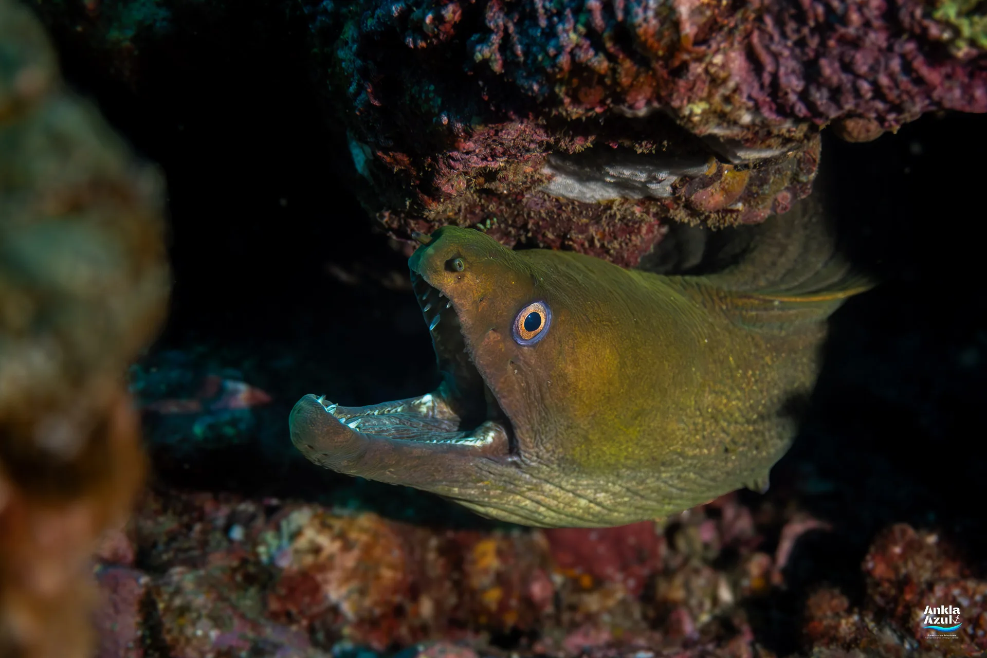 Panamic Green Moray | Ankla Azul