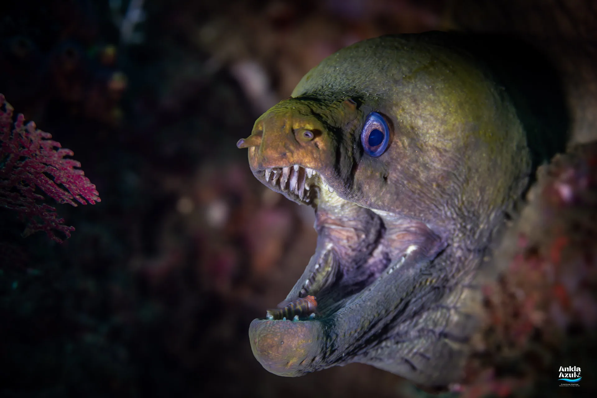 Panamic Green Moray ID | Eels of Bahia Solano & Pacific