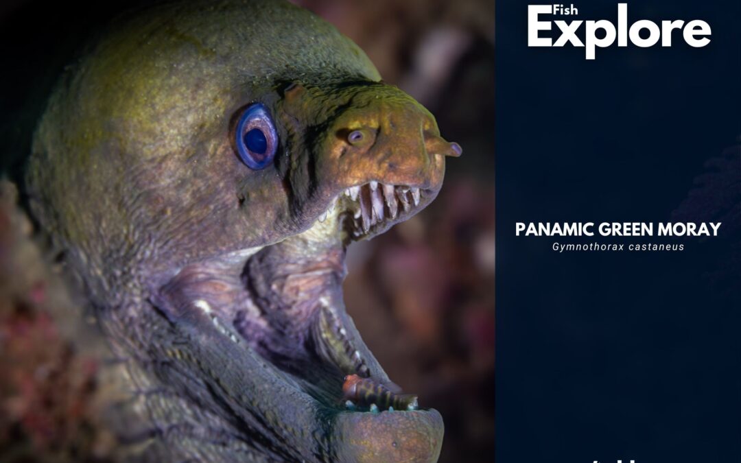 Panamic Green Moray