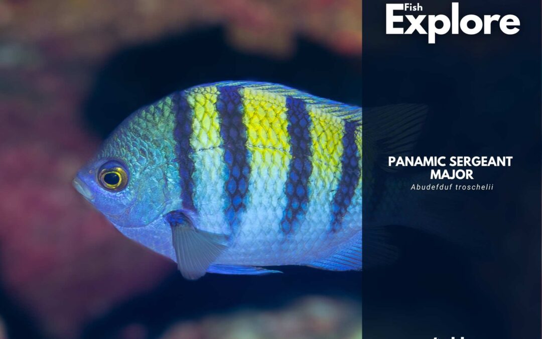 Panamic Sergeant Major