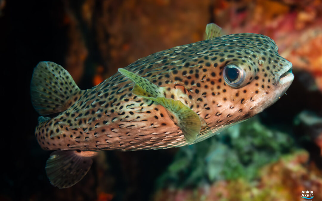 Spot-fin Porcupinefish