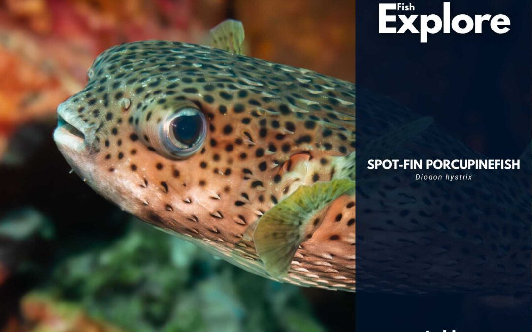 Spot-fin Porcupinefish