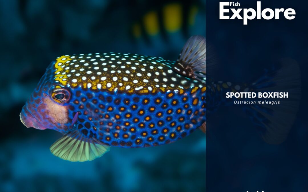 Spotted Boxfish