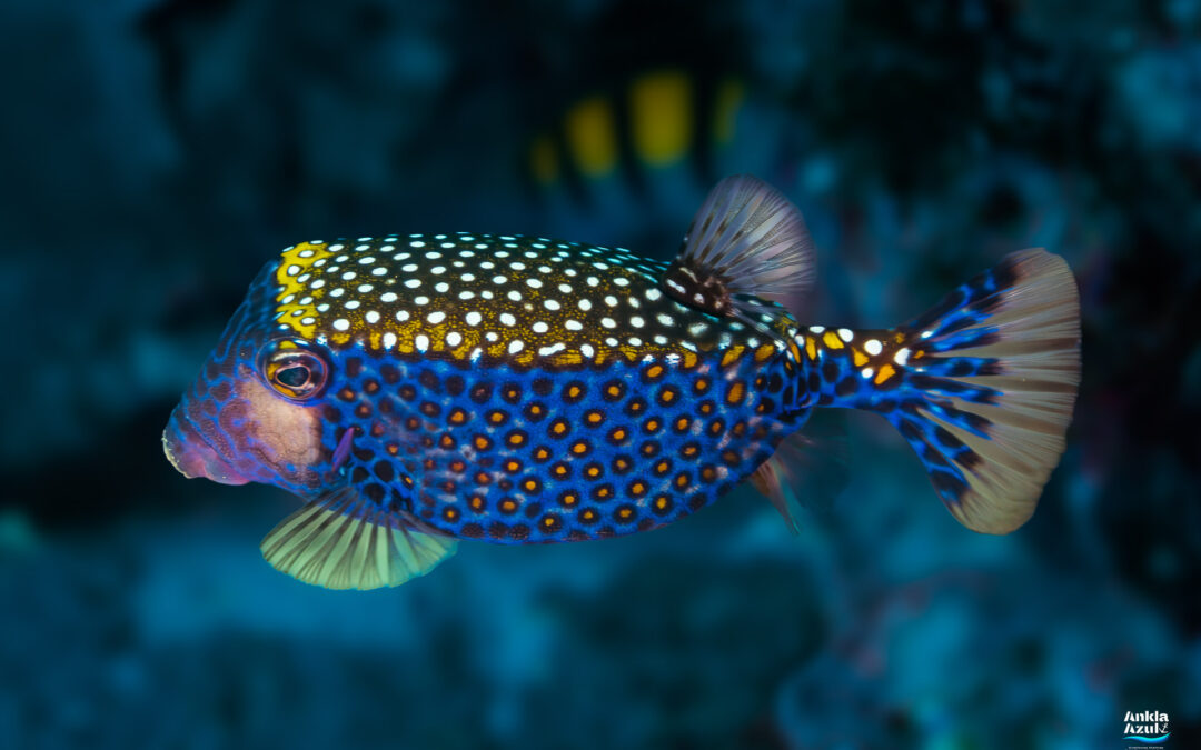 Spotted Boxfish