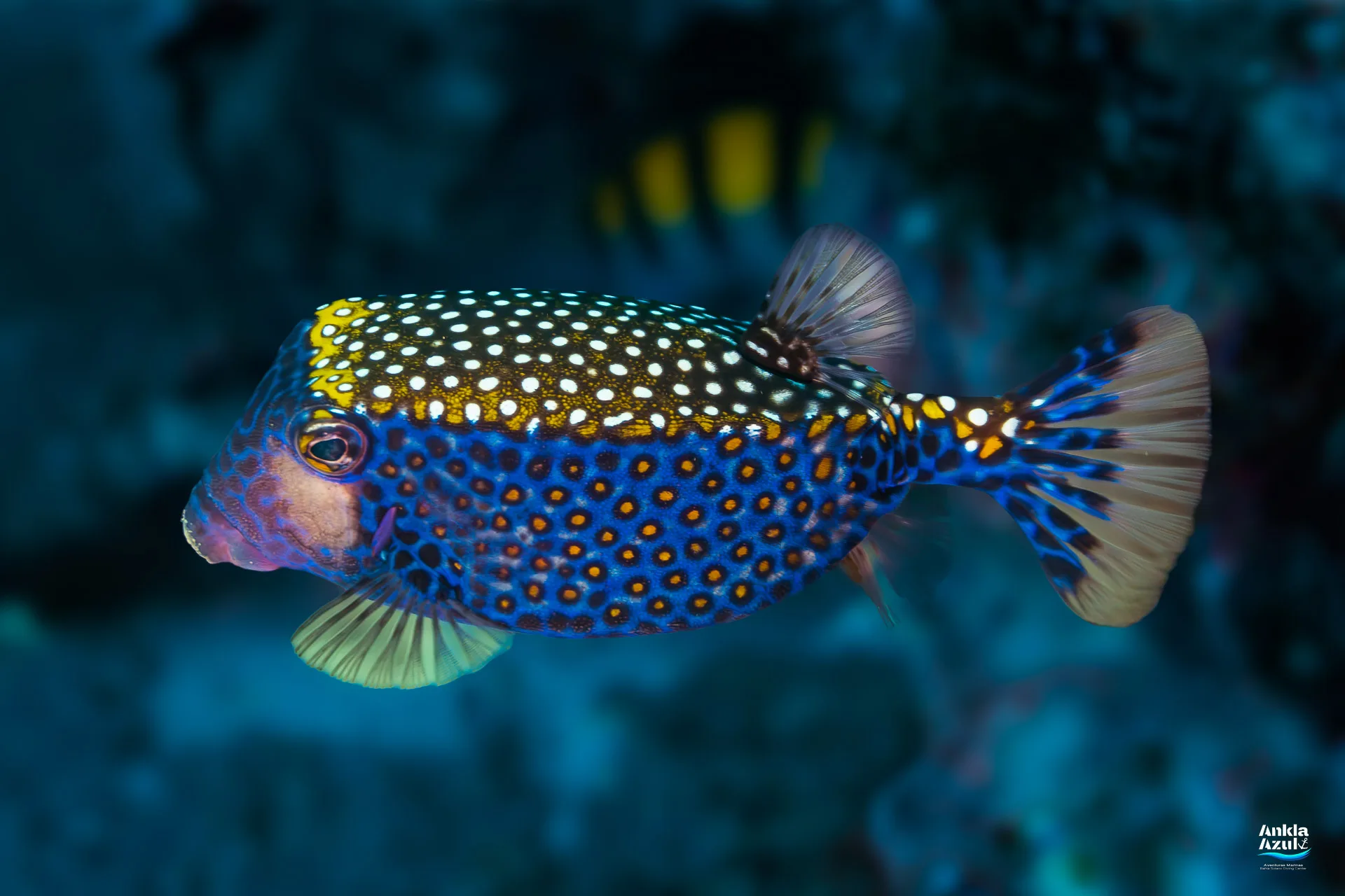 Spotted Boxfish ID | Male & Female Identification Guide