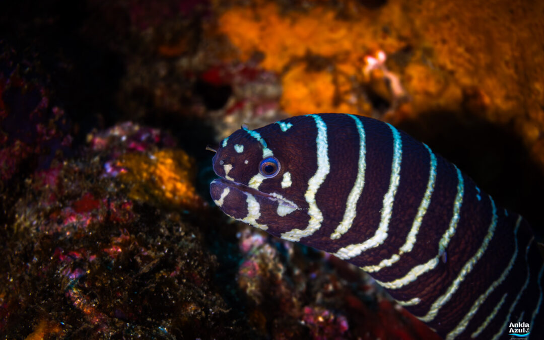 Zebra Moray