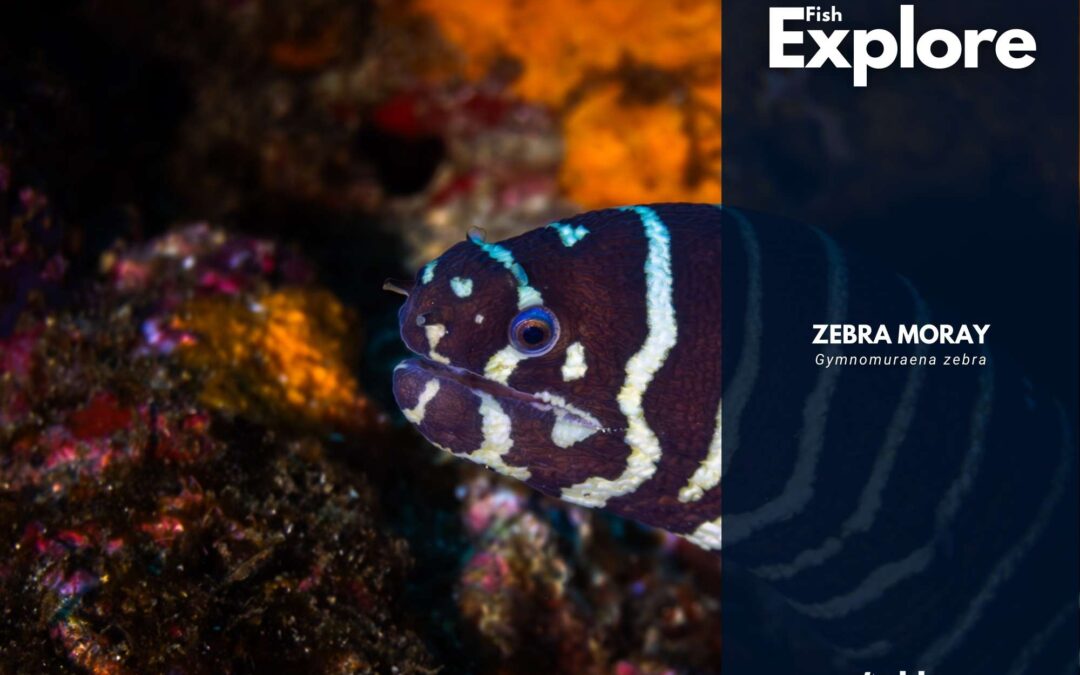 Zebra Moray