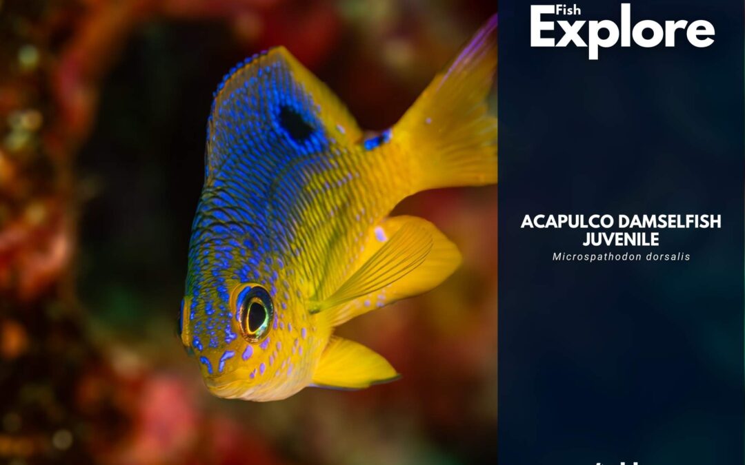 Acapulco Damselfish (Juvenile)