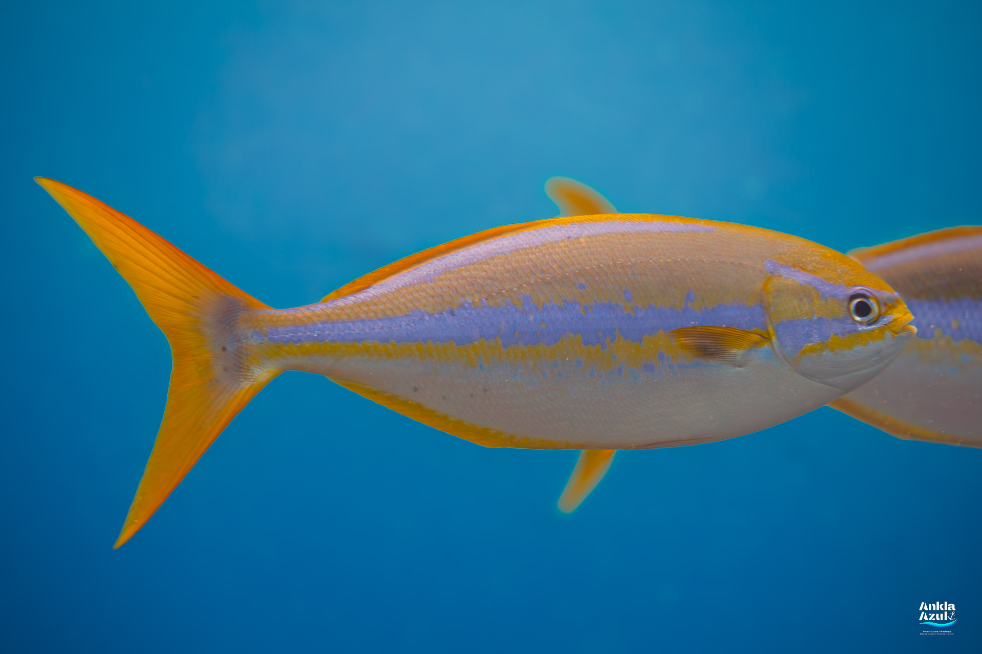 A bright yellow and blue Bluestriped Chub swimming against a clear blue water background in Bahía Solano.