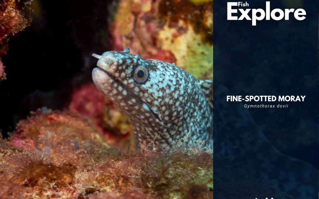 Fine-spotted Moray