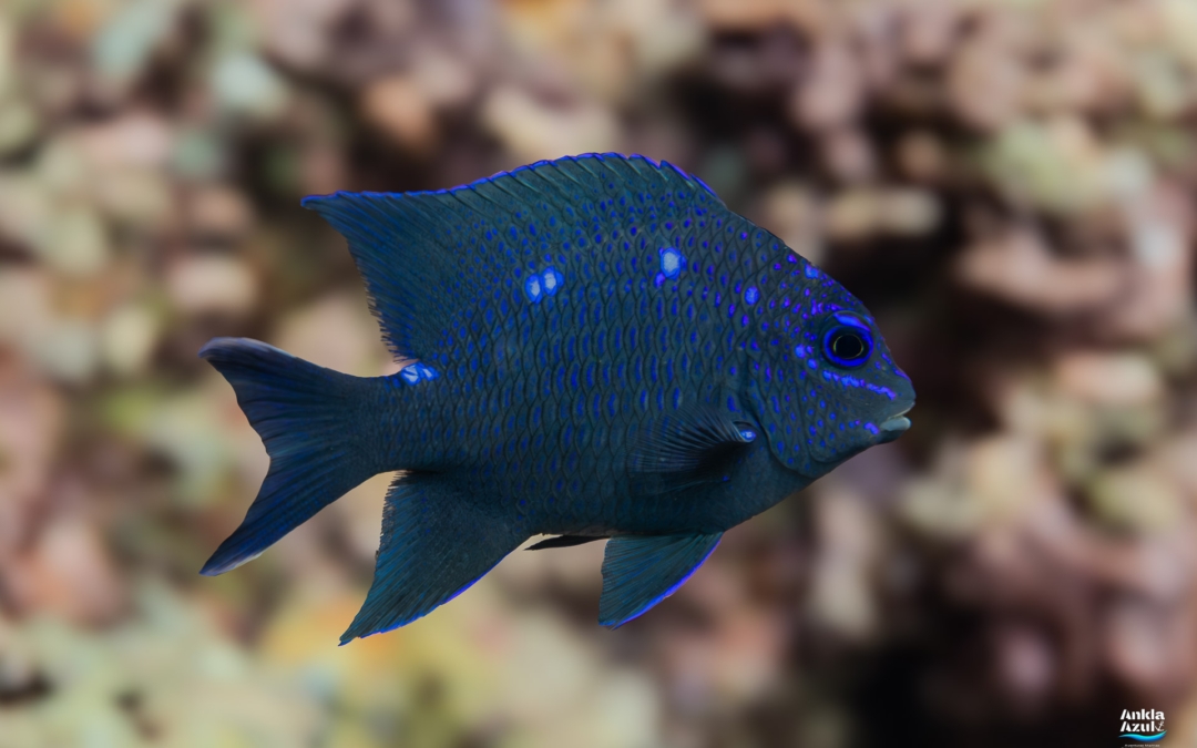 Giant Damselfish (Juvenile)