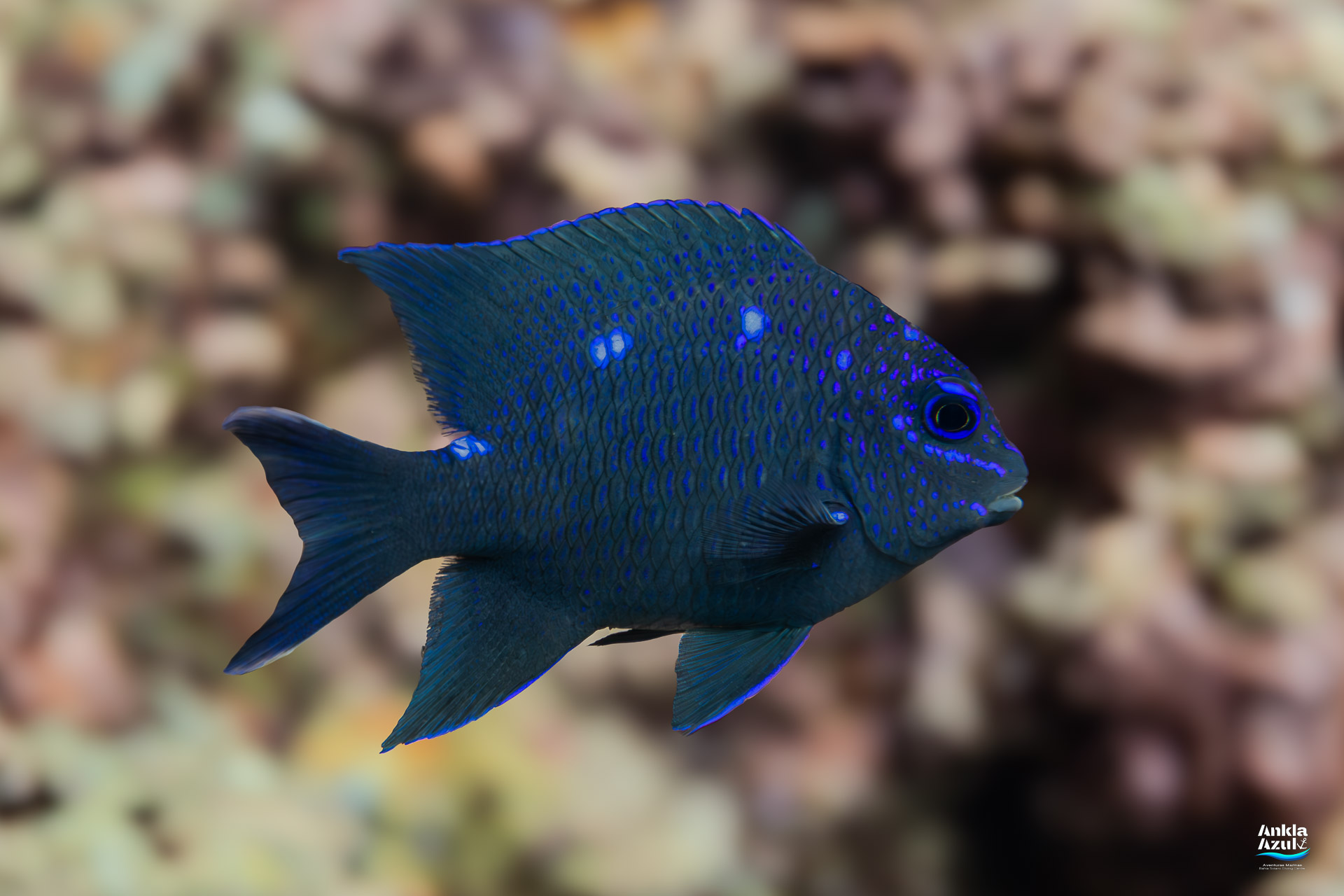 A juvenile Giant Damselfish with a dark body and brilliant neon electric blue spots swimming over a coral reef in Bahía Solano.
