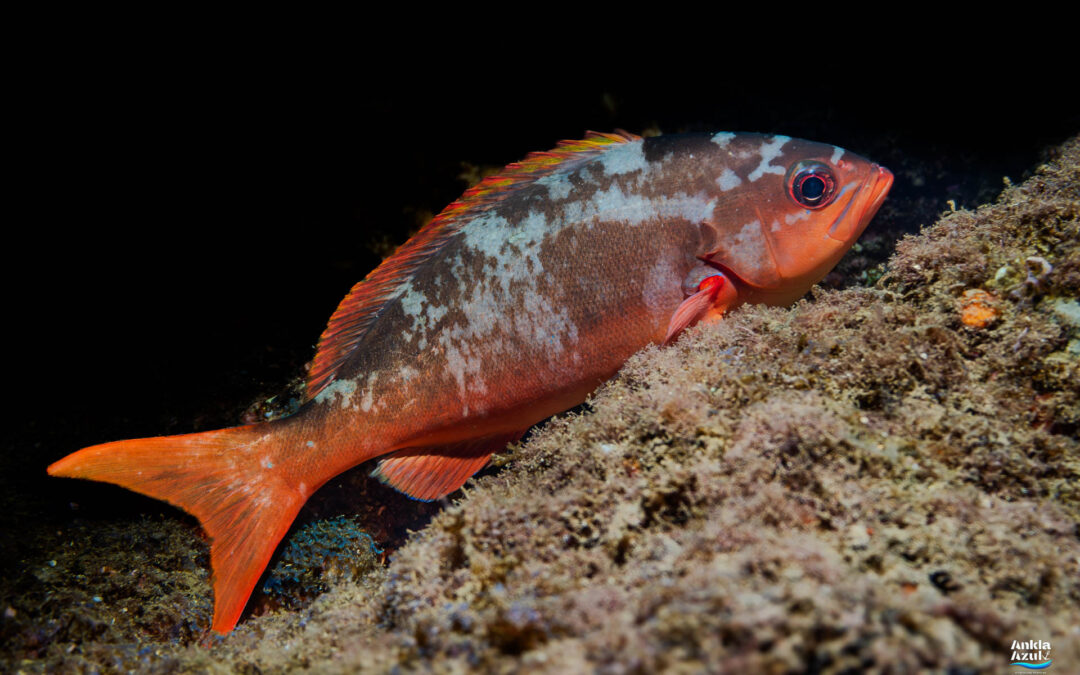 Pacific Creolefish