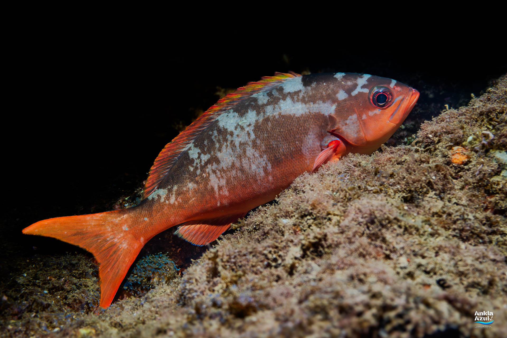 A reddish-orange Pacific Creolefish with distinct white spots on its back swimming near a rocky reef in Bahía Solano.