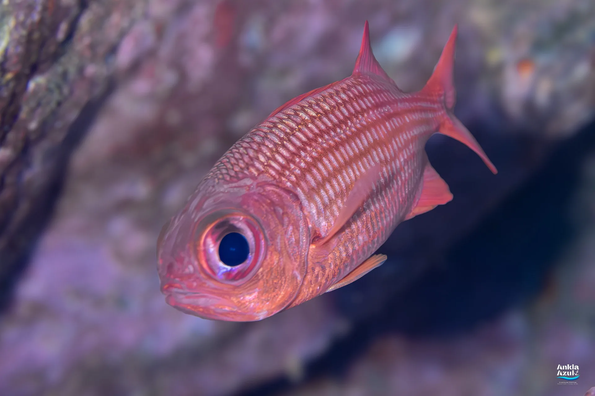 A Panamic Soldierfish (Myripristis leiognathos) with a large dark eye and coppery-red body swimming on a rocky reef in Bahía Solano.