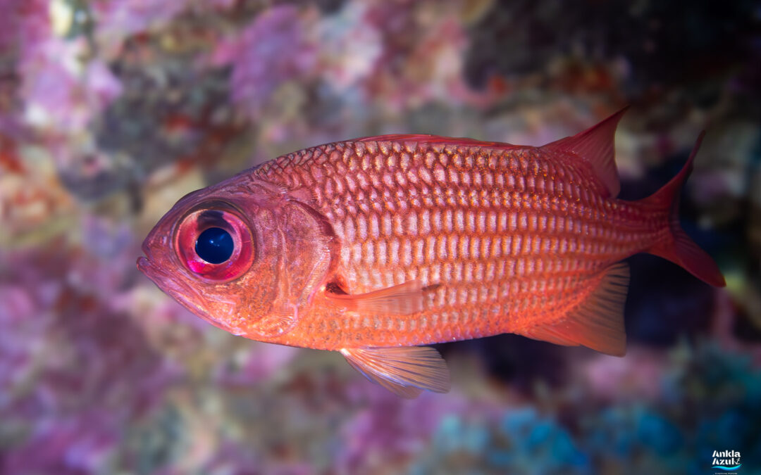 Panamic Soldierfish