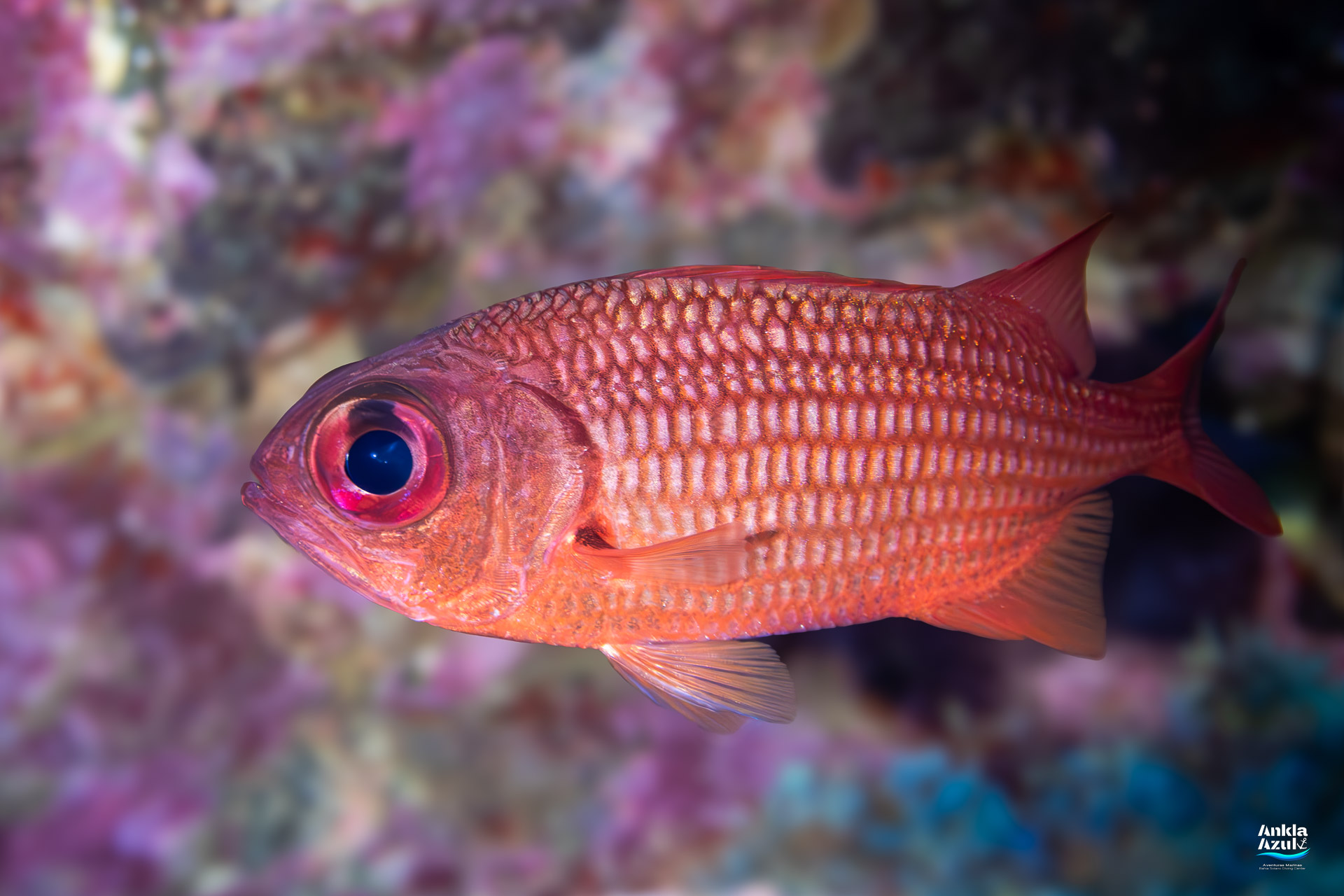 Profile view of a reddish Panamic Soldierfish (Myripristis leiognathos) with prominent white edges on its fins, swimming past coral.