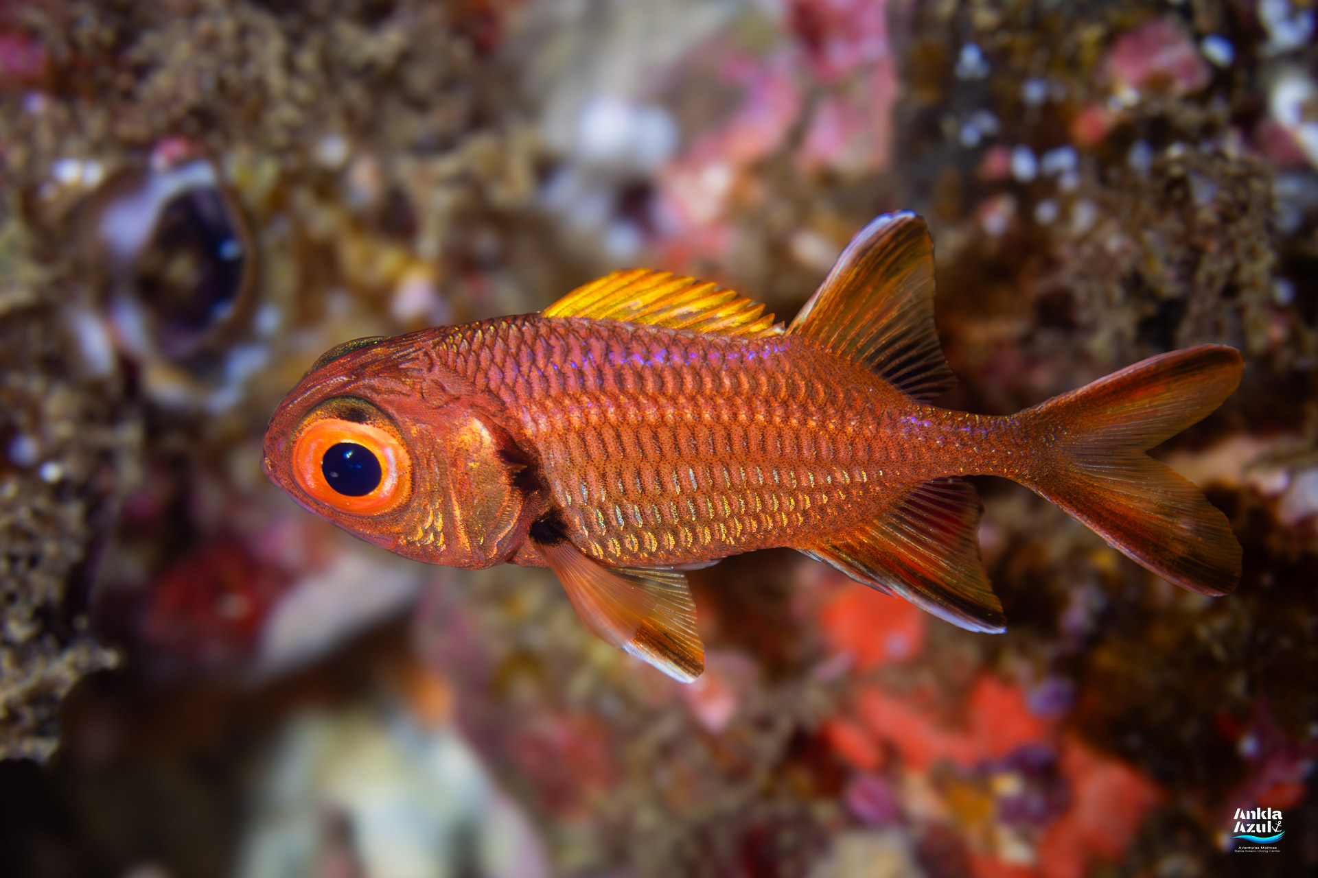 A close-up of a Panamic Soldierfish (Myripristis leiognathos) showing its large eye and textured scales against a blurred reef background.