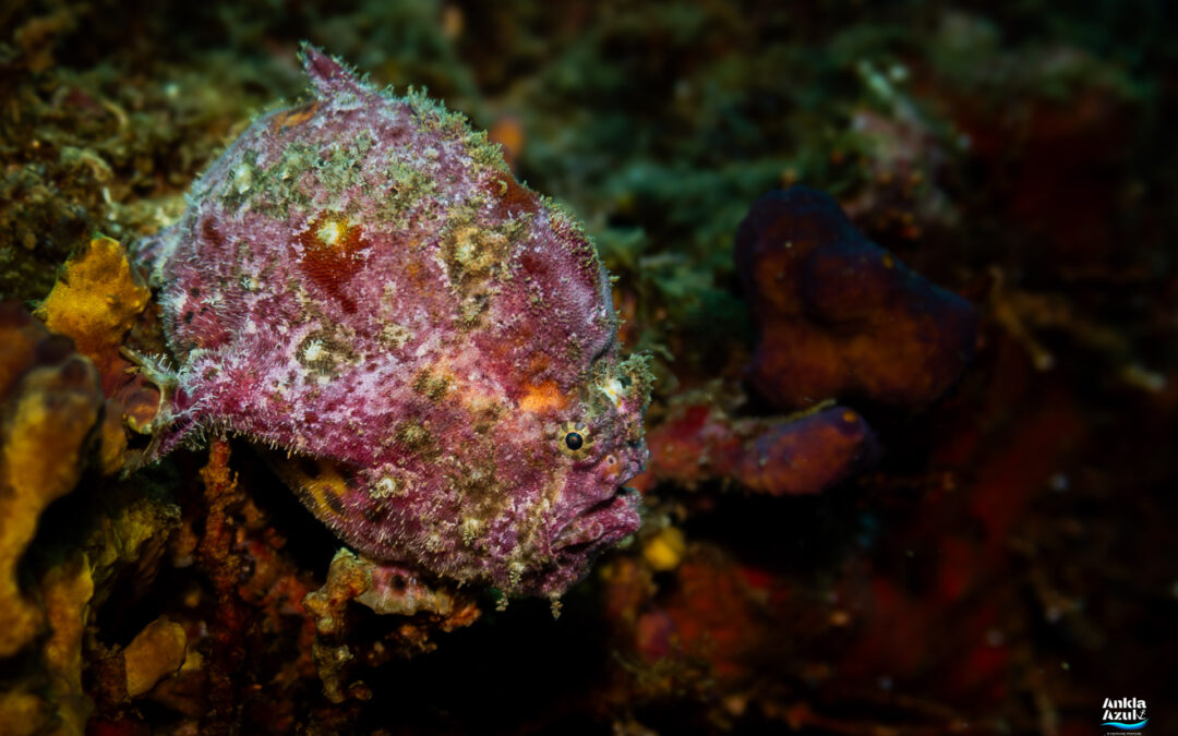 Roughjaw Frogfish