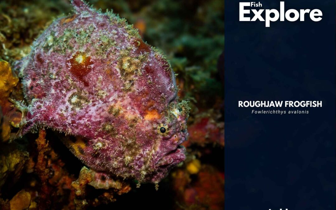 Roughjaw Frogfish