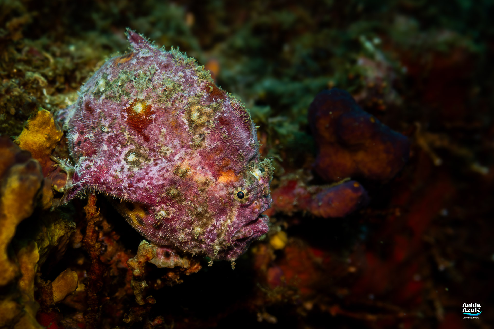 A rare purple Roughjaw Frogfish (Fowlerichthys avalonis) blending perfectly into the rocky reef background in Bahía Solano.