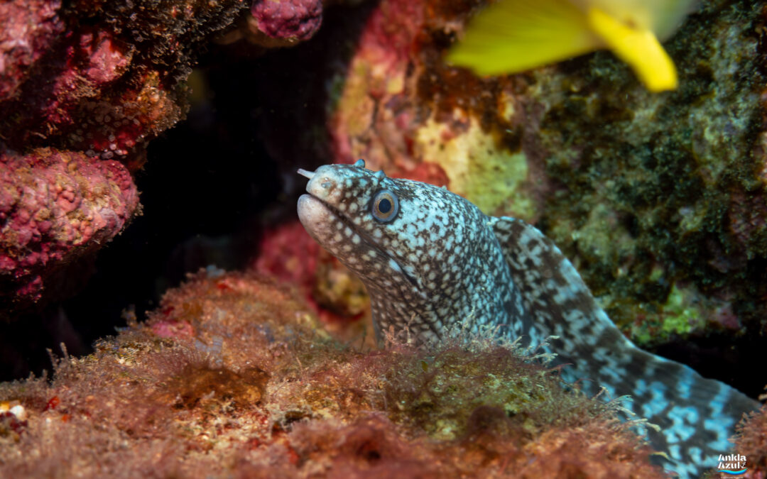 Fine-spotted Moray