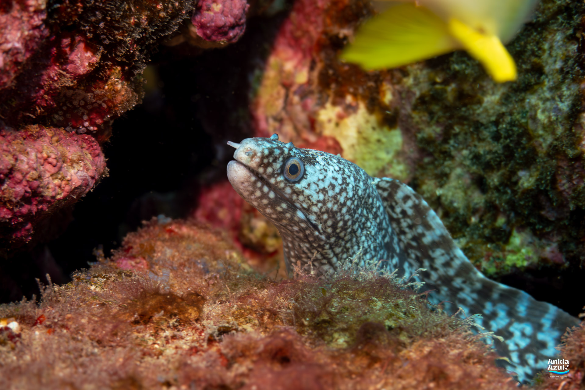 Close-up of a Fine-spotted Moray eel (Gymnothorax dovii) peeking out of a rocky crevice with white spots on dark skin.