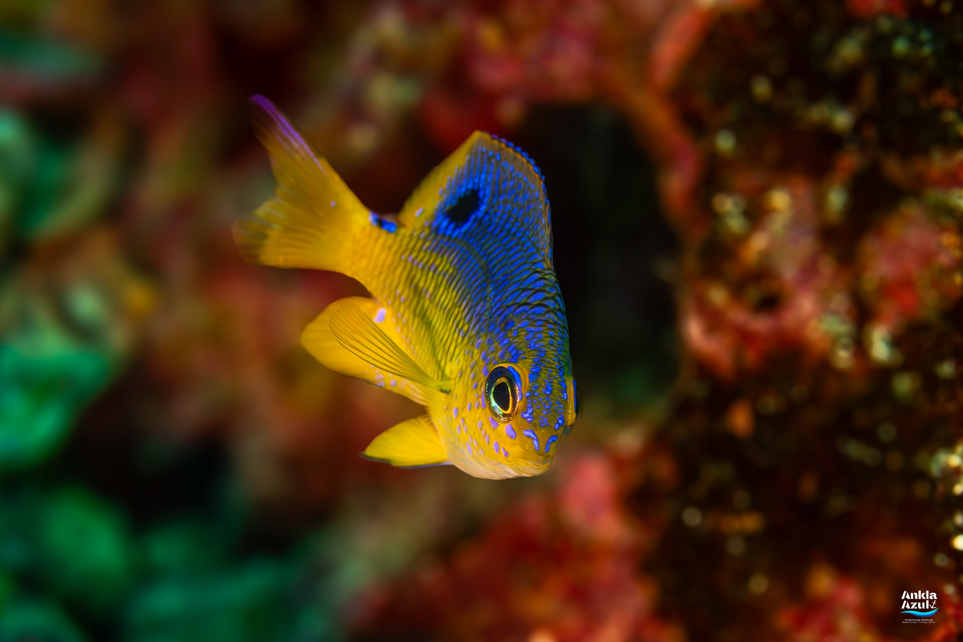 A bright yellow juvenile Acapulco Damselfish with electric blue neon spots and a black dorsal spot swimming on a reef in Bahía Solano.