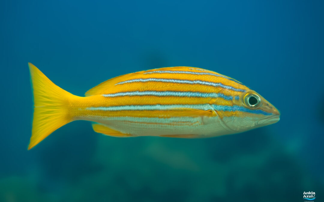 Blue and Gold Snapper