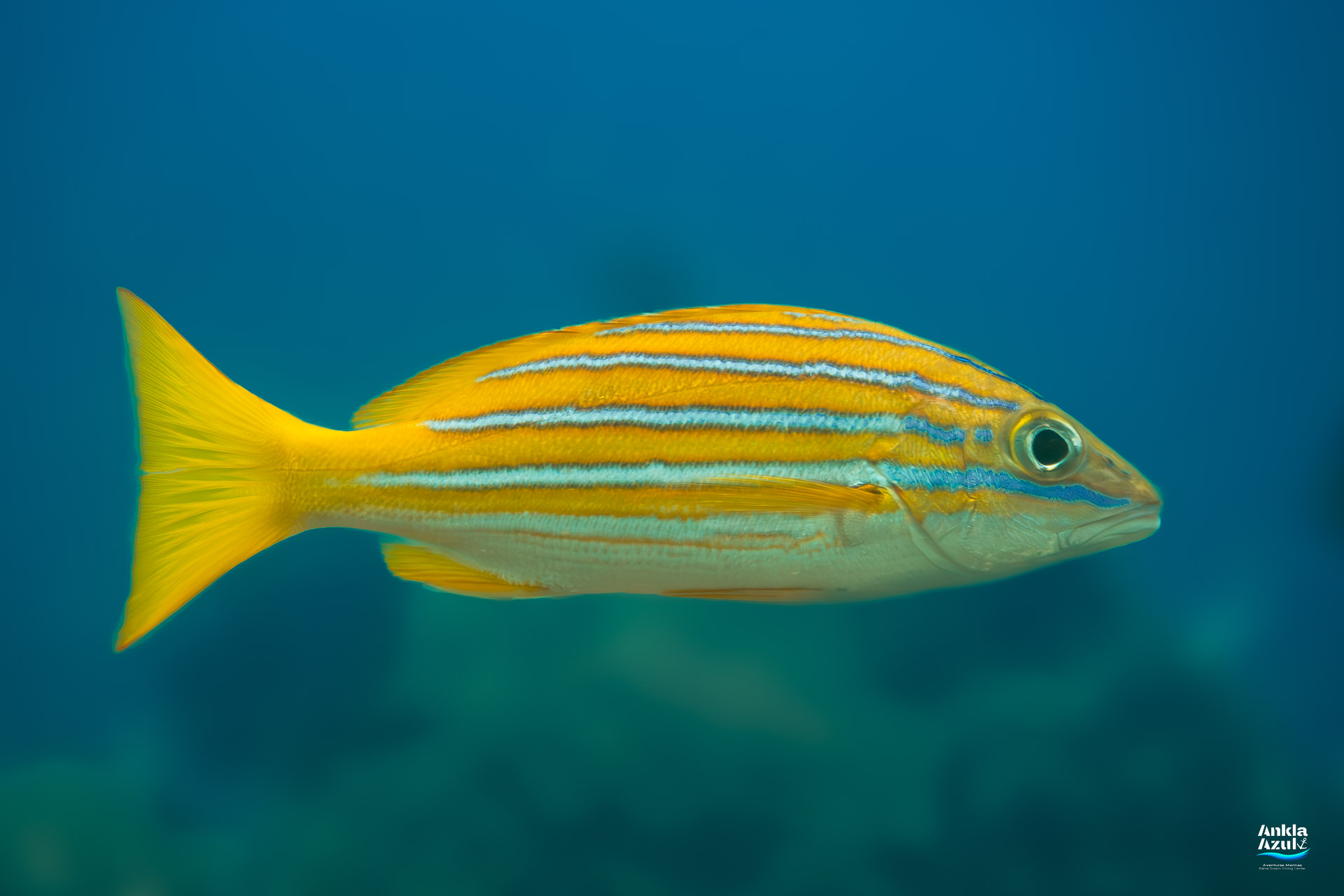 A side profile of a Blue and Gold Snapper (Lutjanus viridis) showing distinct electric blue stripes on a bright yellow body against a blue ocean background. Title Attribute: Blue and Gold Snapper - Pacific Reef Fish