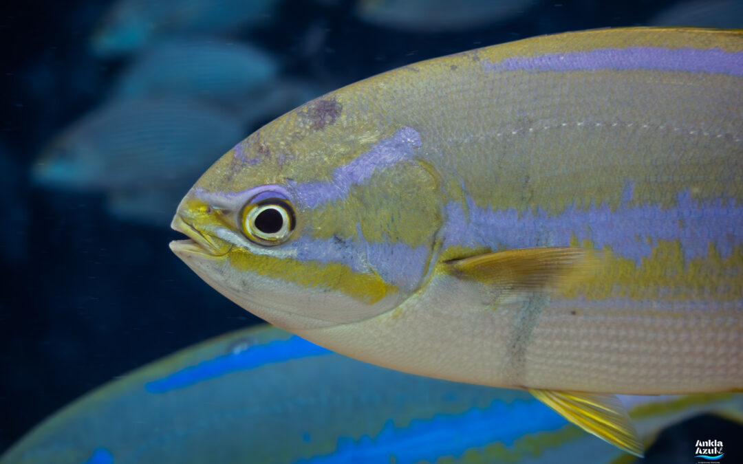 Bluestriped Chub