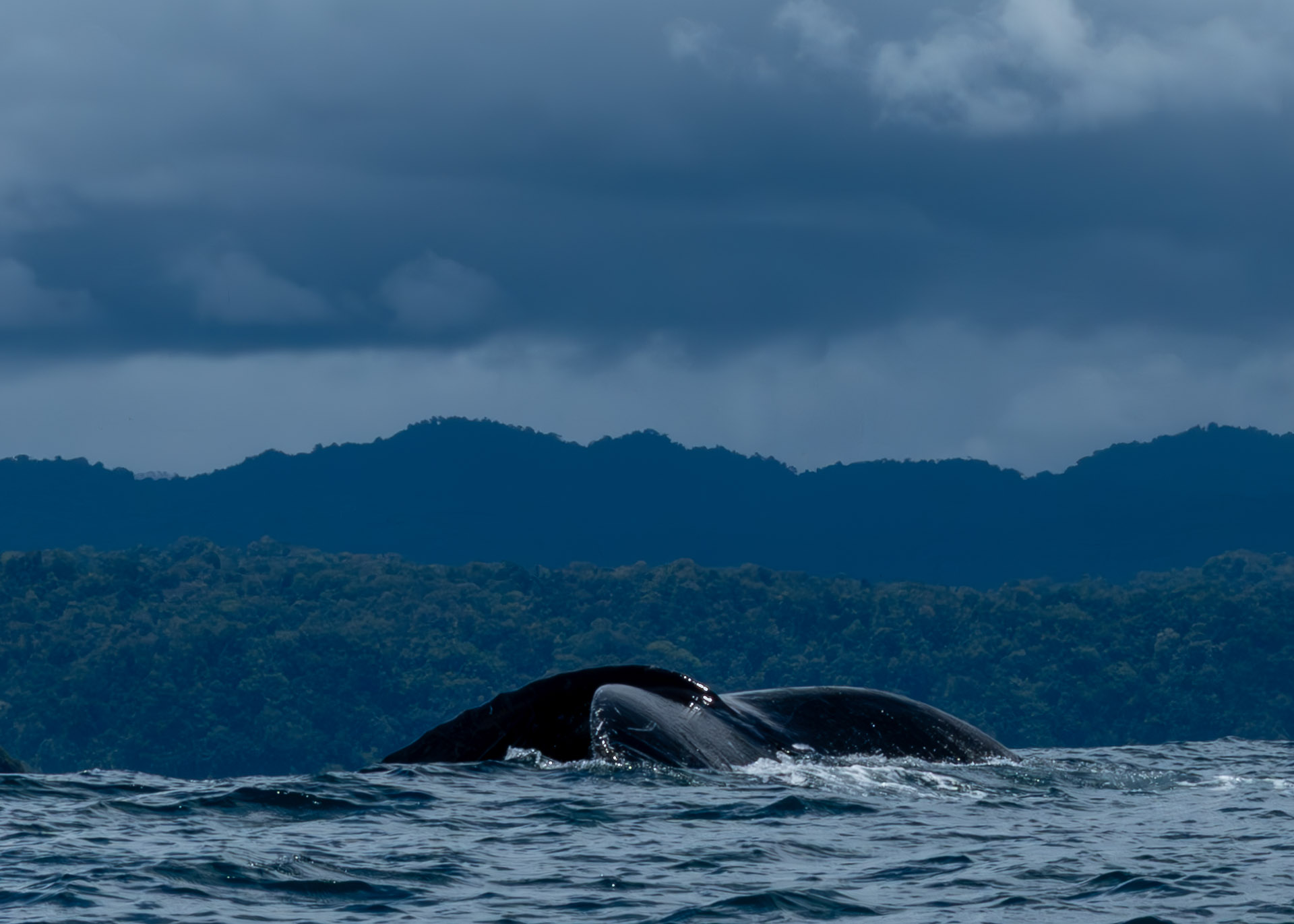 A humpback whale's tail fluke diving into the Pacific Ocean against a backdrop of dense jungle mountains in Bahía Solano.