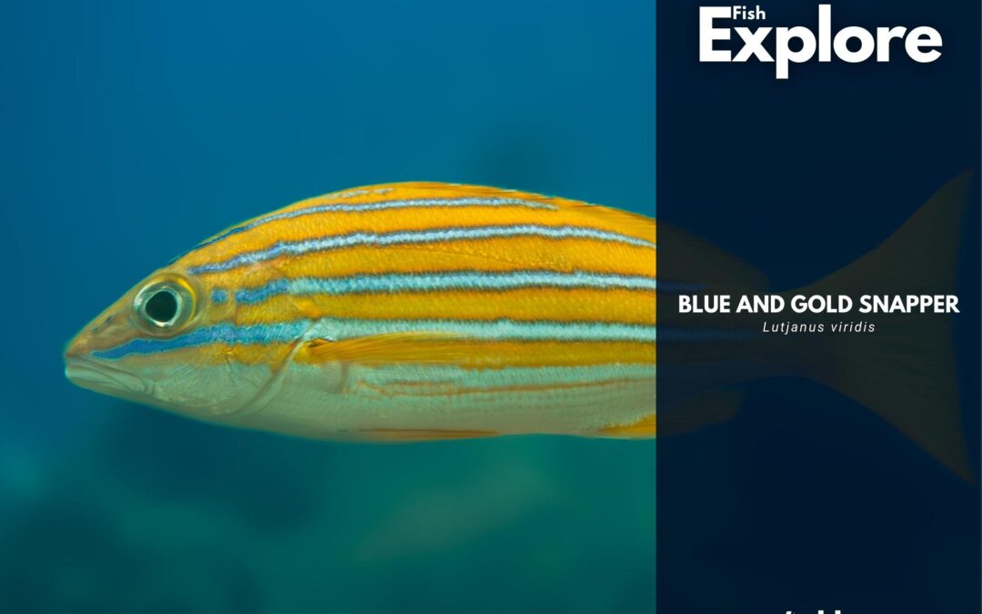 Blue and Gold Snapper