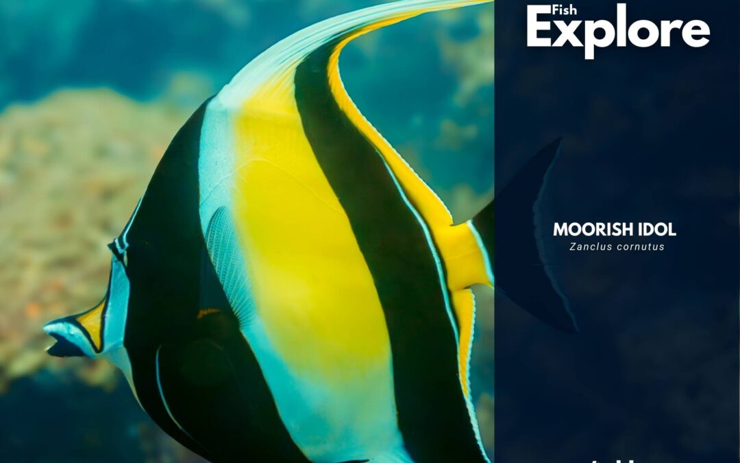 Moorish Idol