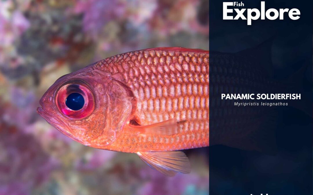 Panamic Soldierfish