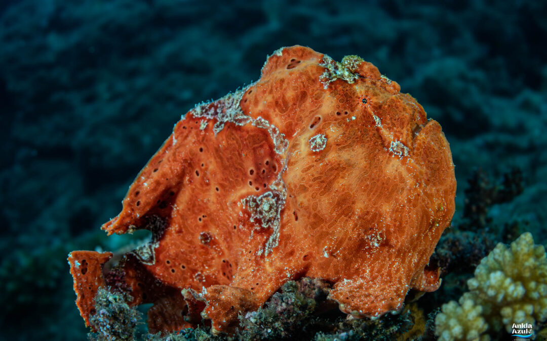 Sanguine Frogfish
