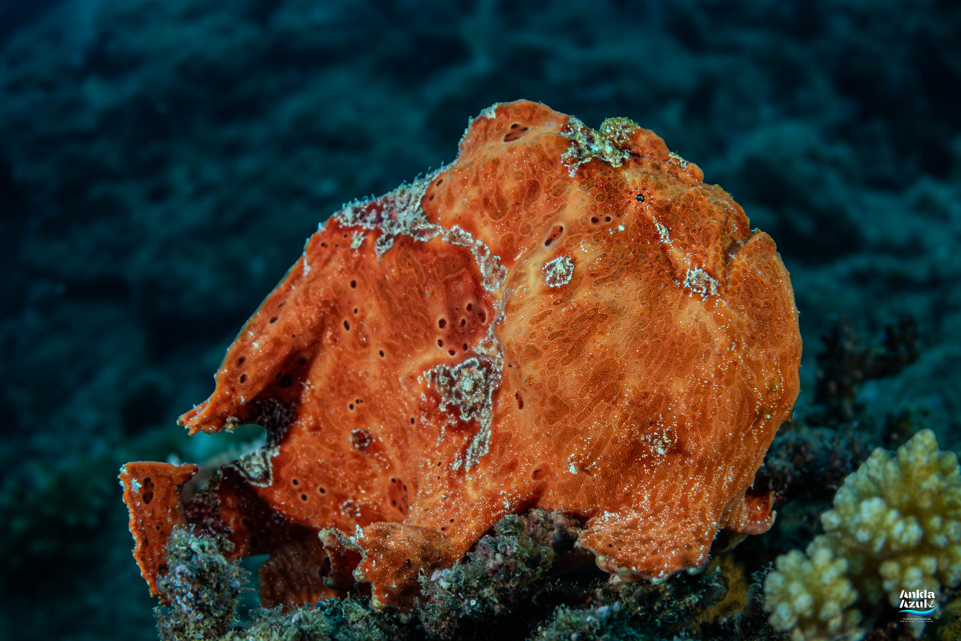 Close-up macro shot of a vibrant red Sanguine Frogfish (Antennarius sanguineus) resting on a sponge in Bahía Solano.