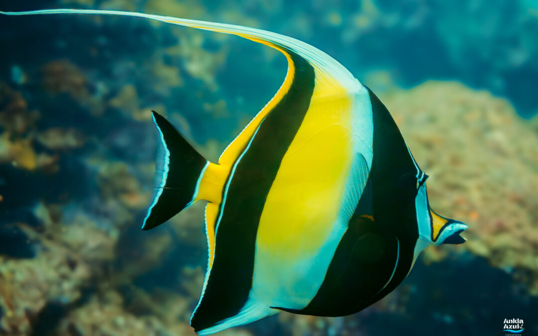 Moorish Idol