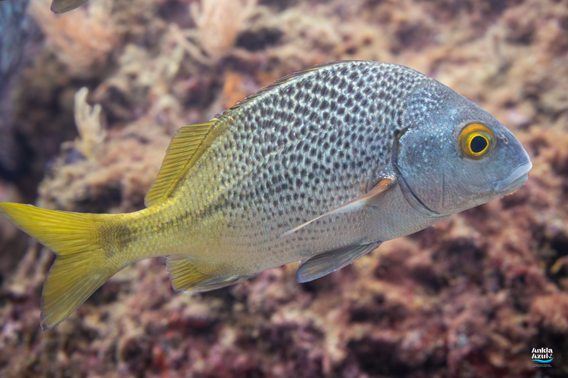 Close-up profile of a Burrito Grunt (Anisotremus interruptus) showing its silvery speckled body, yellow fins, and bright yellow eye.