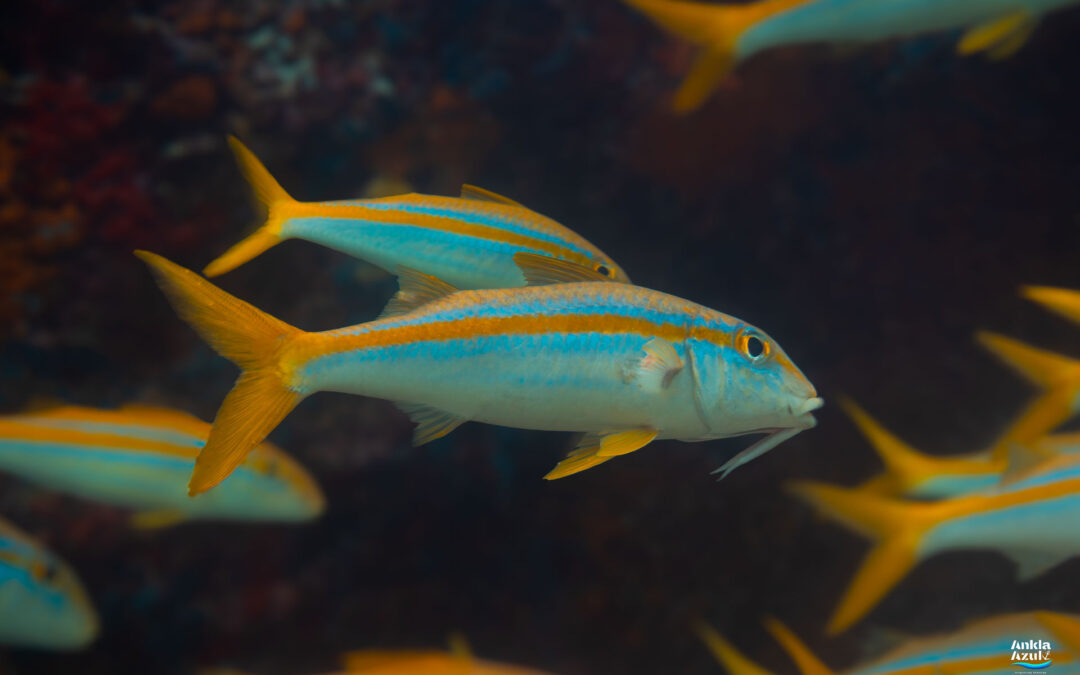 Mexican Goatfish