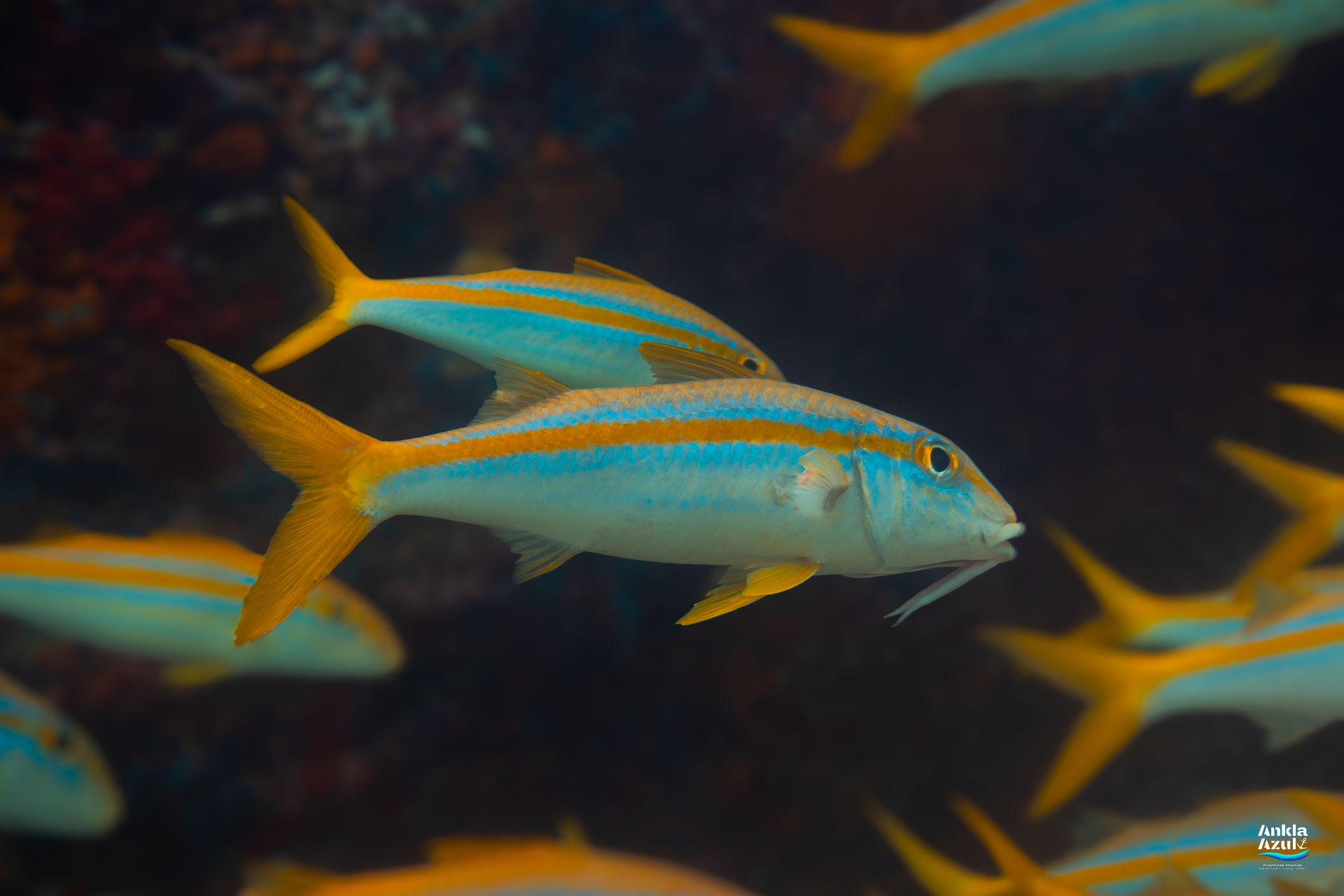 Close-up side profile of a Yellowfin Goatfish (Mulloidichthys dentatus) showing its bright yellow lateral stripe and barbels under the chin.