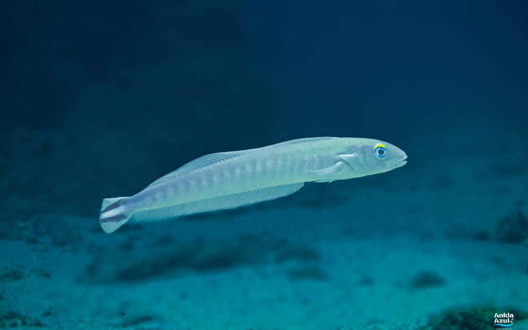 Quakerfish