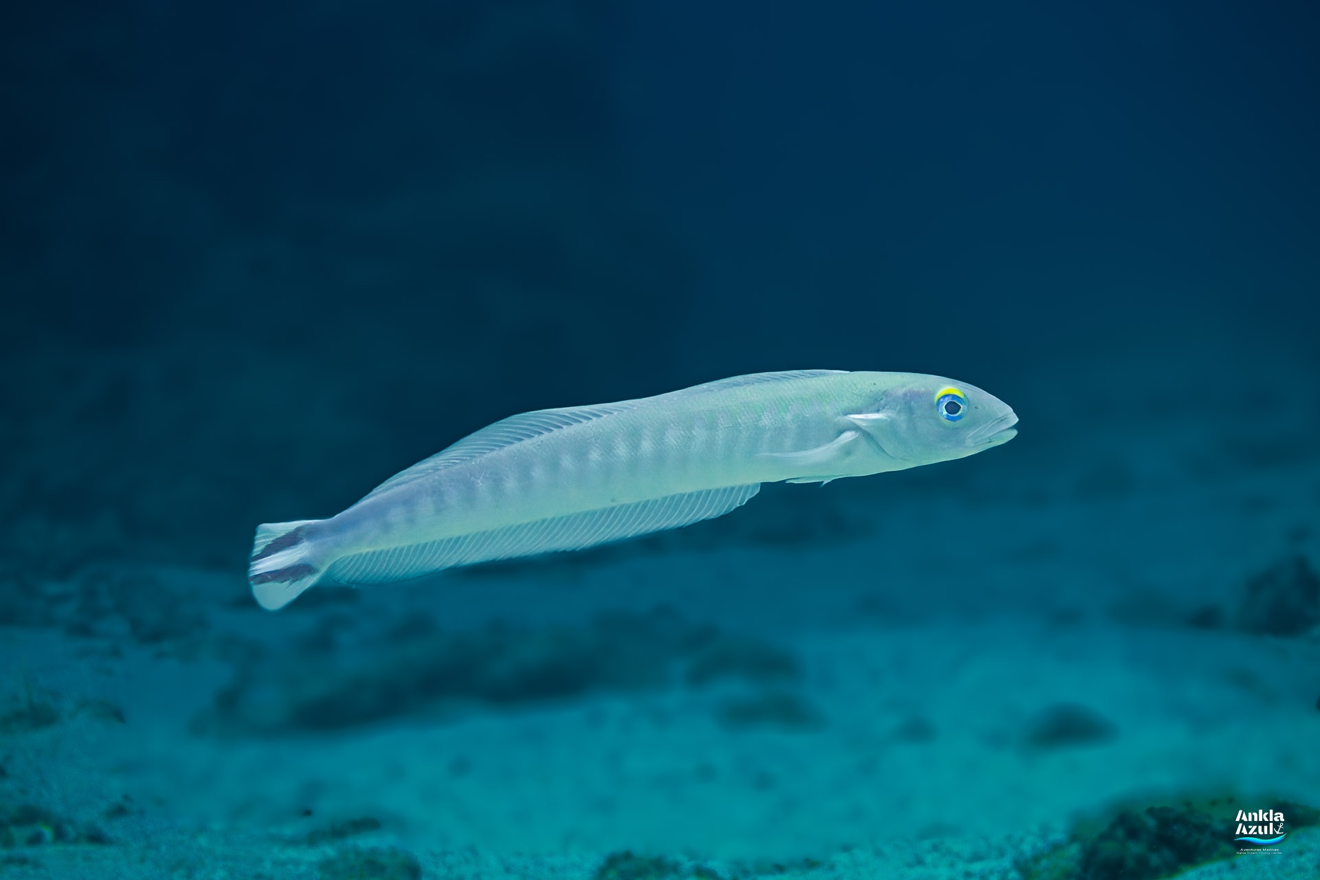A slender, pale Quakerfish (Malacanthus brevirostris) swimming horizontally over a sandy bottom, displaying its large blue eye with a yellow brow.