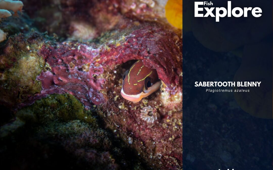 Sabertooth Blenny
