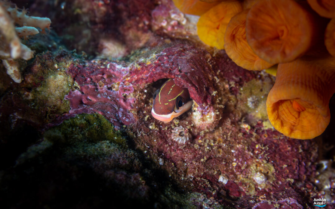 Sabertooth Blenny