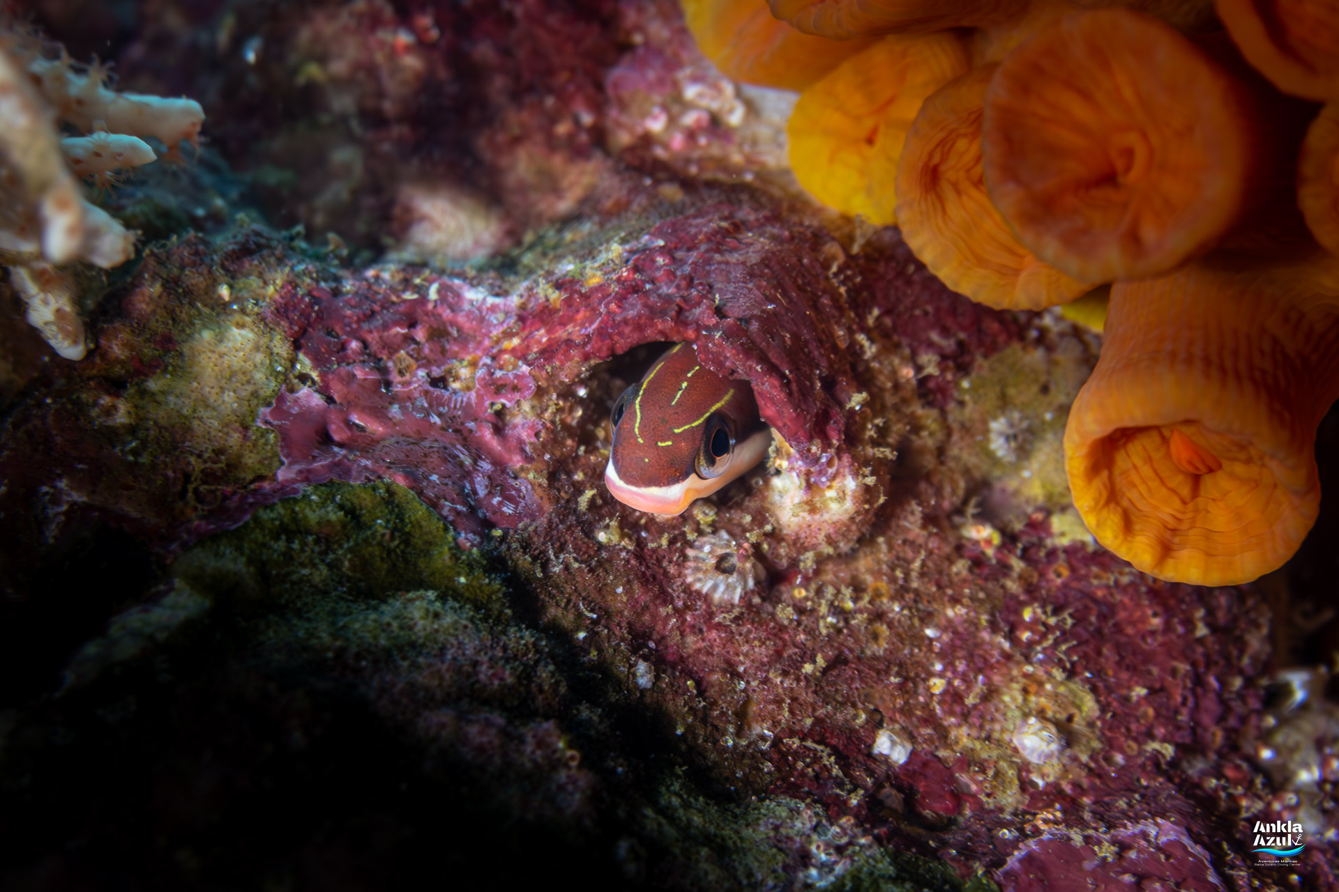 Close-up macro shot of a Sabertooth Blenny (Plagiotremus azaleus) with orange and brown markings peeking out of a hole in the reef.