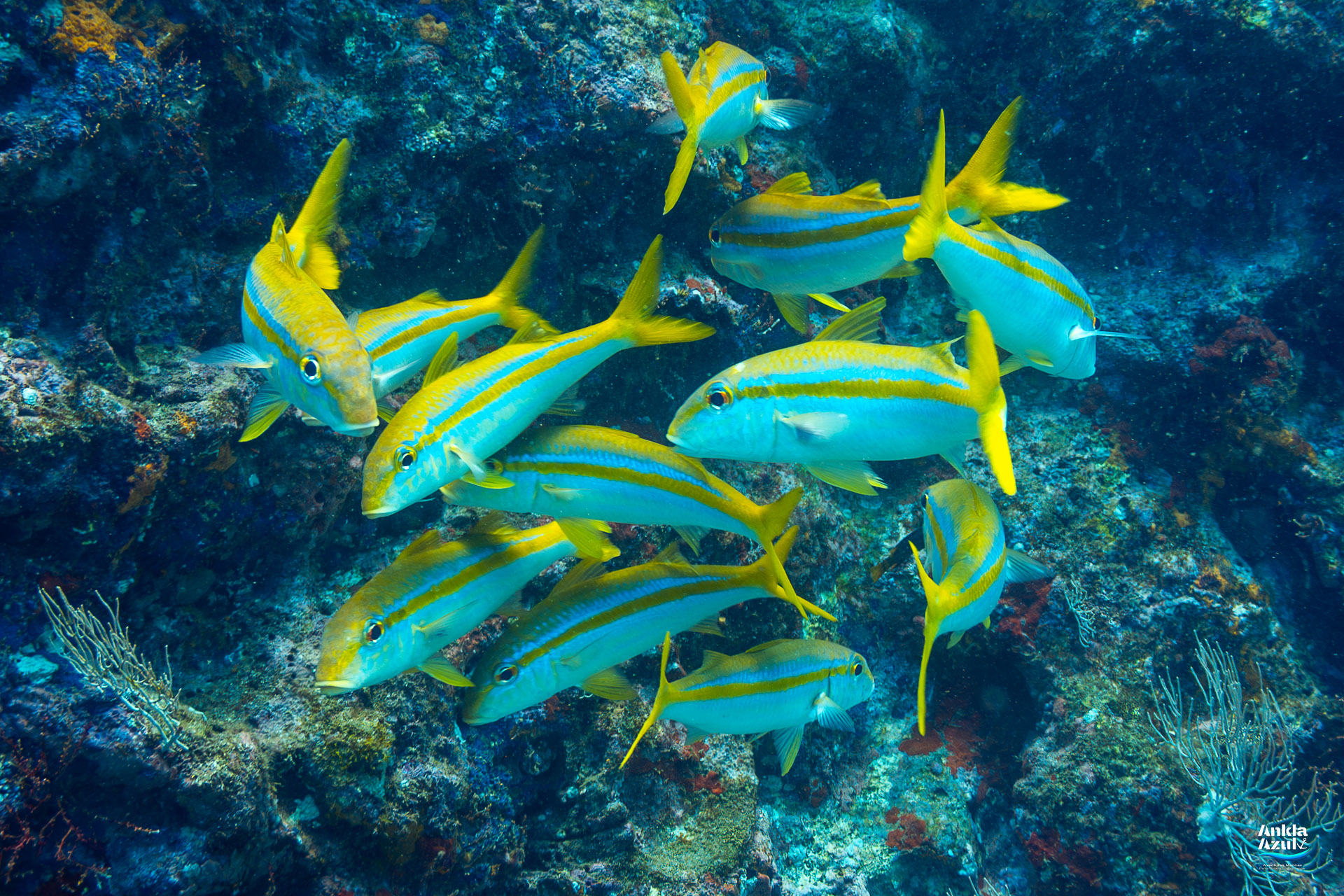 A school of Yellowfin Goatfish swimming together in formation over a rocky reef in Bahía Solano.