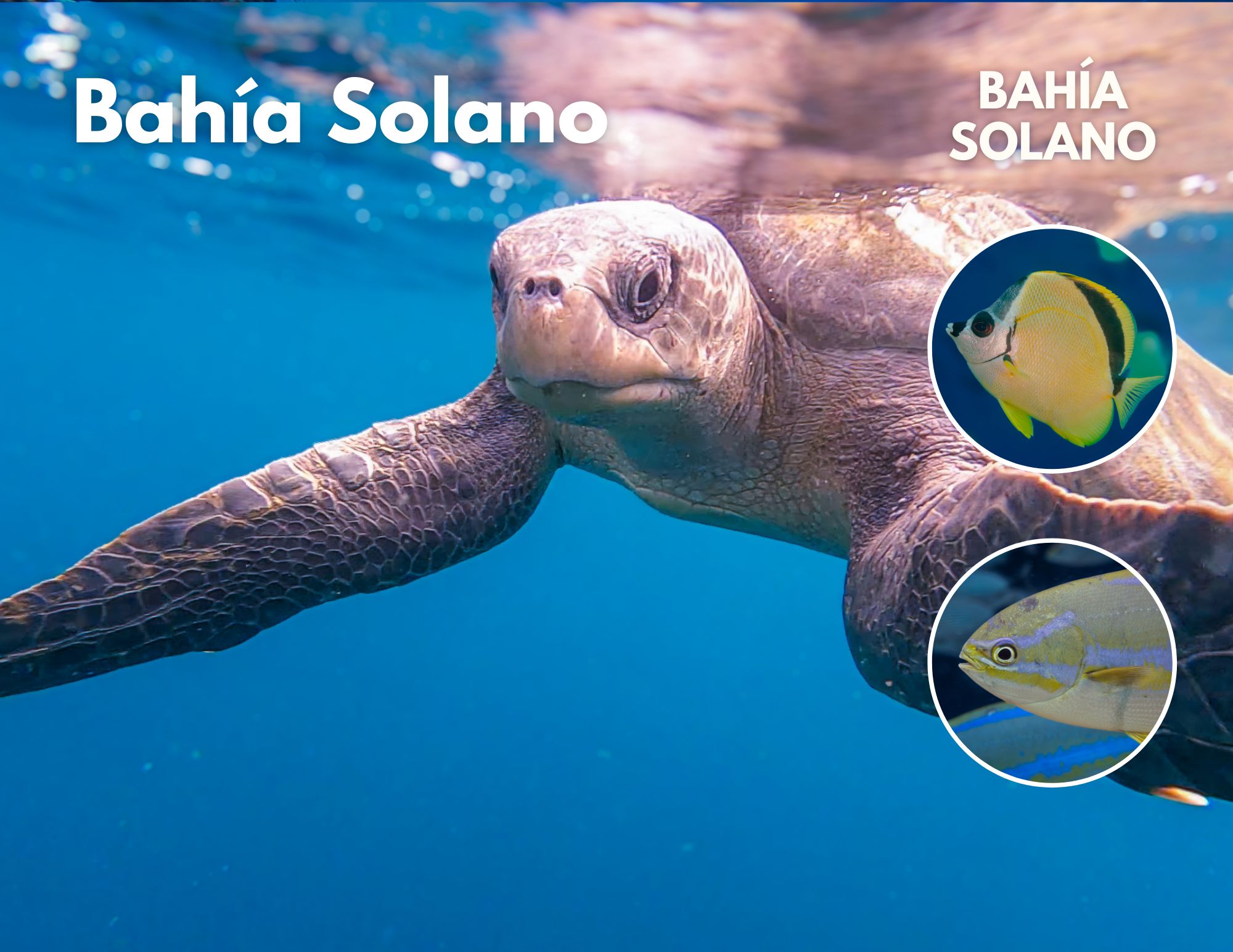 Try Diving Bahia Solano (3)